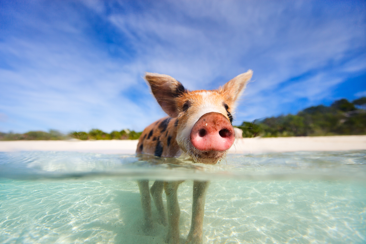 A pig plays in the water on the beach in the bahamas. Want To Visit The Bahamas? Win Your Way There From $0.50. The PokerStars Players Championship (PSPC) returns to the sunny island shores of Nassau in the Bahamas in January 2023.