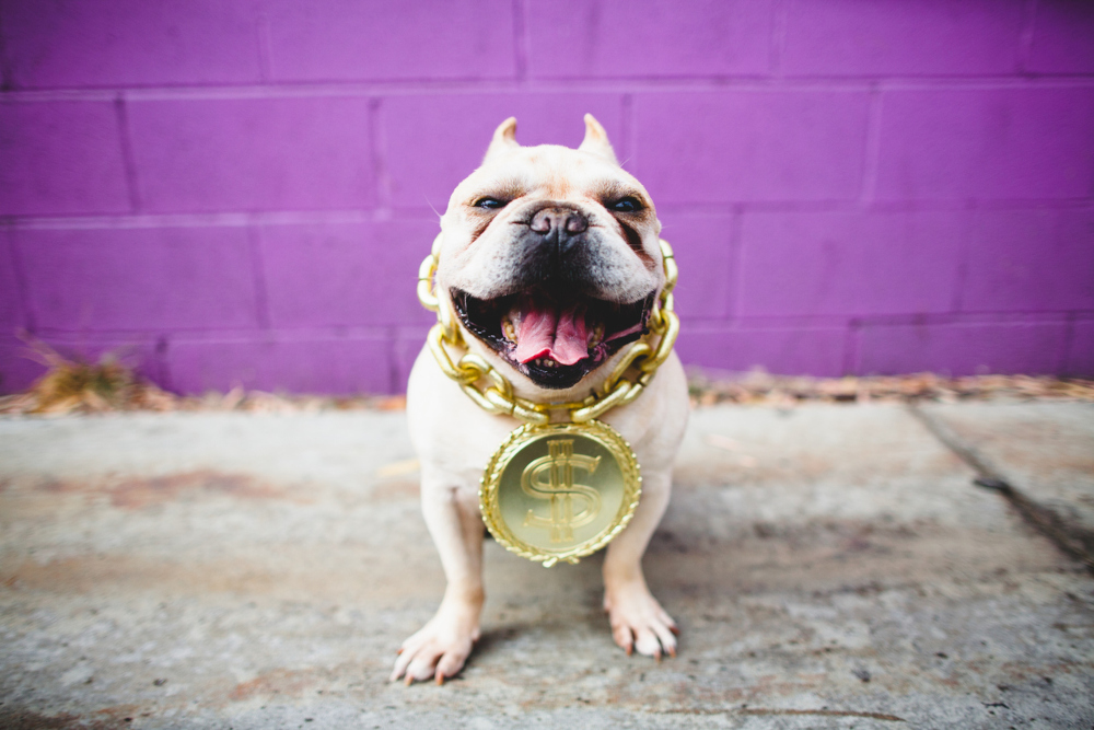 a cute dog sits with a big gold necklace with a dollar sign on it around his neck. behind him is a purple wall. 