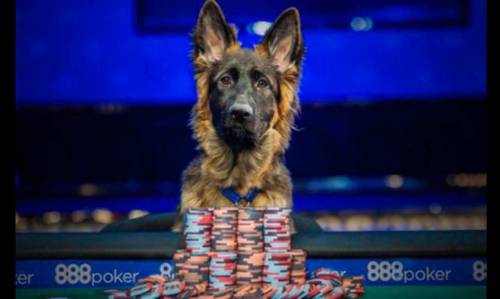 Is This The World's first Poker Dogumentary?