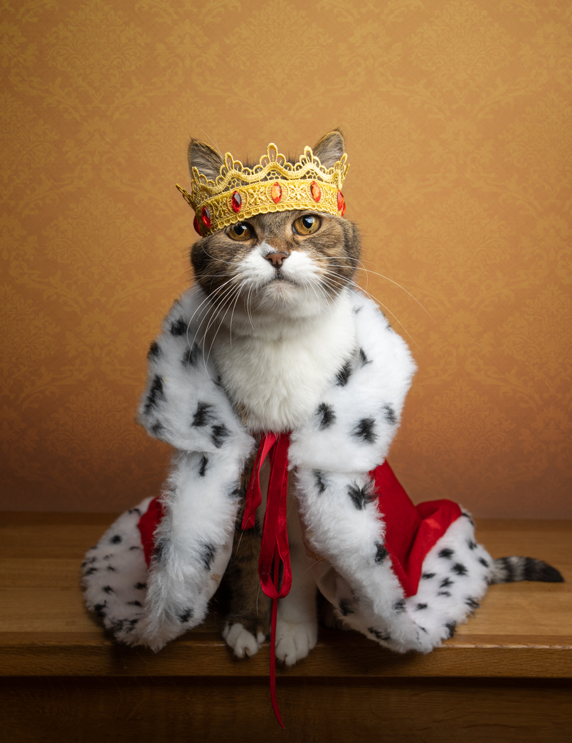 A cat wearing a crown and a royal fur robe sits in front of a gold damask background. DraftKings Ontario Sportsbook & Online Casino have gone live in Canada's newest regulated market, arriving six weeks after its competition opened up shop.