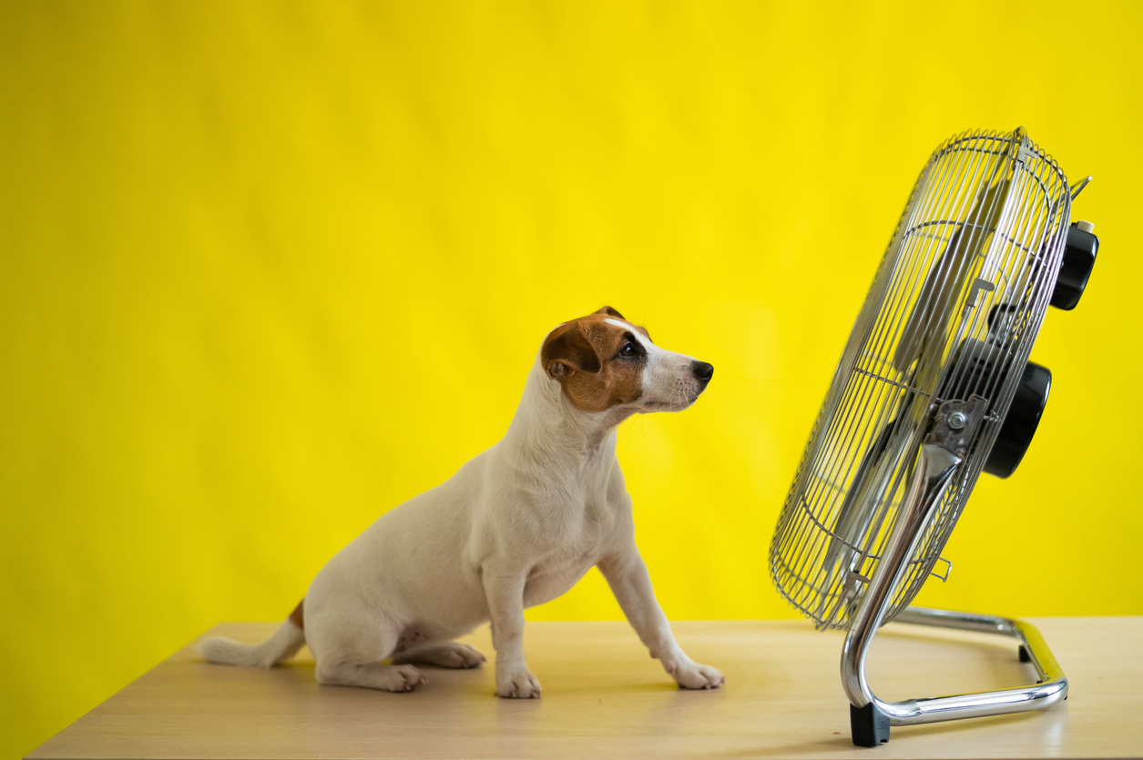 a cute dog sits on top of a wooden table. in front of him is a large metal fan.